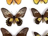 six different types of butterflies are shown on a white surface