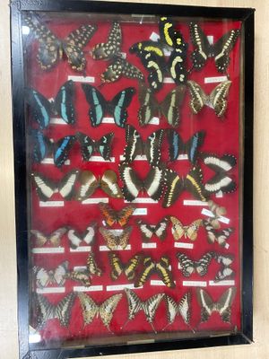 a picture of a picture of a display of butterflies