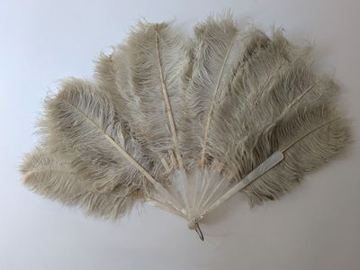 plumes d'autruche beiges sur fond blanc