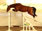 a horse that is jumping over an obstacle