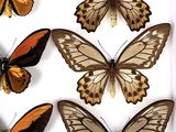 six different types of butterflies are displayed in a white frame