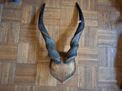 a antelope head on the floor of a room