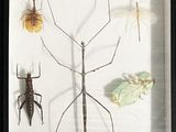 une photo d'une collection d'insectes exposée dans une vitrine