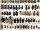 a lot of bugs that are hanging on the wall