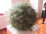 une plante posée sur une table dans une pièce