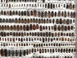 a lot of bugs that are on the wall