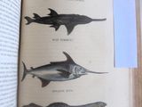 beaucoup de poissons sur la page d'un livre
