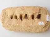 a rock that has some type of animal teeth on it