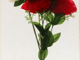a picture of a bunch of roses in a glass vase