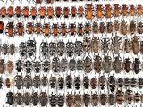 many different types of beetles on display in a display case