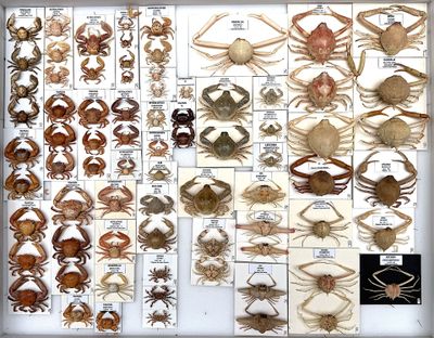many different types of crabs on display in a book