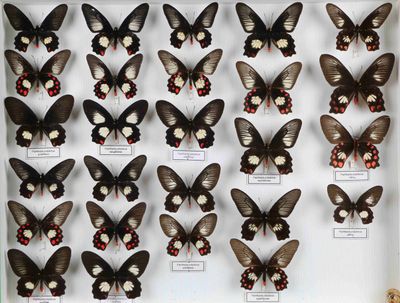 de nombreux papillons exposés dans une vitrine