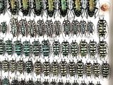 a lot of bugs that are hanging on the wall