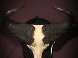 an image of a bull ' s head mounted on a wall