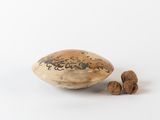 a nut shell and some nuts on a white surface