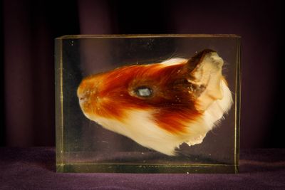 une petite boîte en verre contenant un animal artificiel
