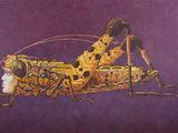 painting of a grasshopper on a purple background with a purple background