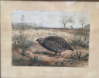 une photo d'un oiseau posé dans la terre
