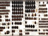 a lot of bugs that are on display in a display case