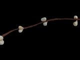 a branch with small white flowers on it on a black background