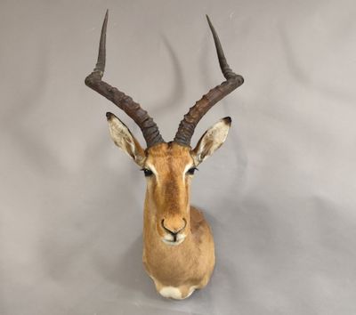 une tête d'antilope empaillée accrochée au mur, avec de grandes cornes