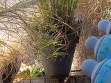 une peluche bleue posée sur une table en bois, à côté d'une plante en pot