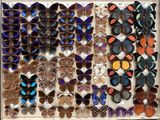 many different types of butterflies displayed in a box