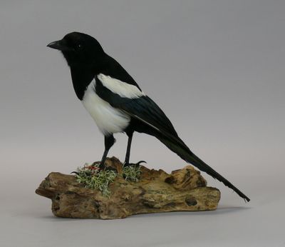 a black and white bird sitting on a piece of wood