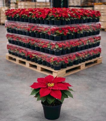 a plant that is sitting on a pallet in the middle of a warehouse