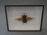 a picture of a bug in a frame hanging on the wall