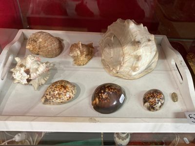 un plateau sur lequel sont disposés des coquillages, dans une vitrine
