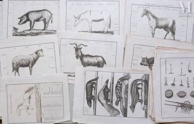 many different types of animal drawings on a table