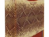 une photo d'un livre sur lequel figure l'image d'un poisson
