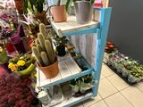 many potted plants on a shelf in a flower shop