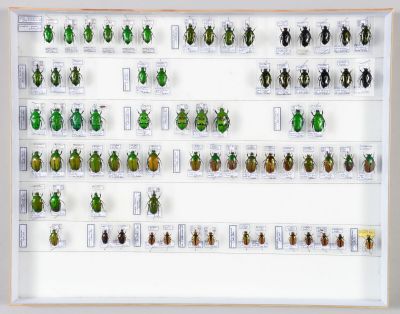 de nombreux coléoptères exposés dans un cadre blanc