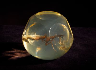 un vase en verre contenant un petit insecte