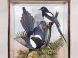 deux oiseaux noirs et blancs posés dans une vitrine