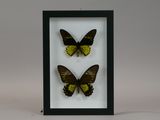 two yellow and black butterflies in a black frame on a white background