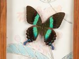 an image of a framed picture of a green and black butterfly