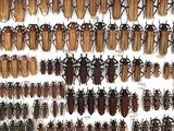 a lot of bugs that are hanging on the wall