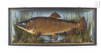 truite brune empaillée dans un cadre en verre avec de l'herbe et de l'eau
