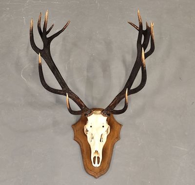une antilope empaillée accrochée au mur, avec des bois sur la tête