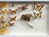 many butterflies in a shadow box on the wall