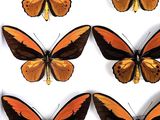 six orange and black butterflies on display in a glass case