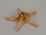 a starfish that is sitting on a table
