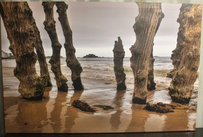 une photo d'une photo représentant des arbres sur la plage