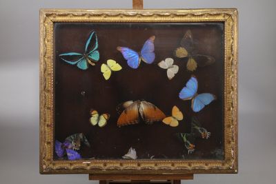 une photo d'un tableau représentant des papillons, posé sur un chevalet