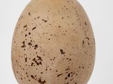 a close up of an egg on a wooden stand with a white background