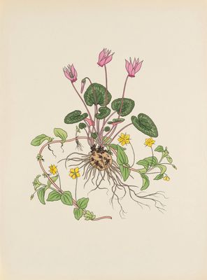 un dessin représentant une plante aux fleurs roses et aux feuilles vertes