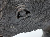 a close up of a statue of an elephant ' s head